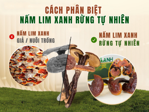 Bí quyết phân biệt nấm Lim Xanh rừng và trồng chính xác, đơn giản